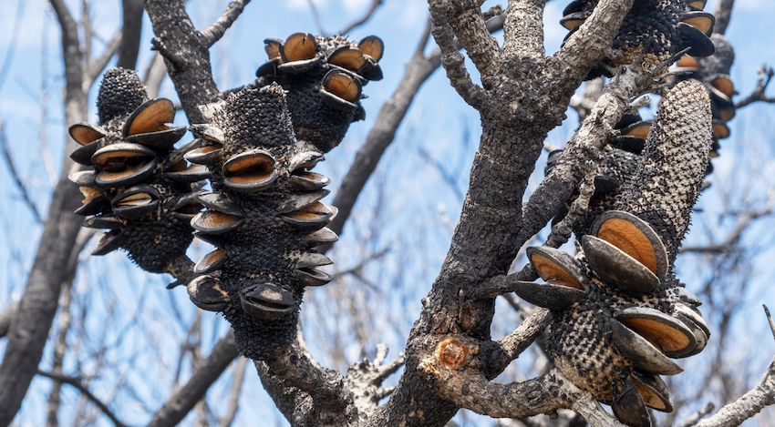 Banksia