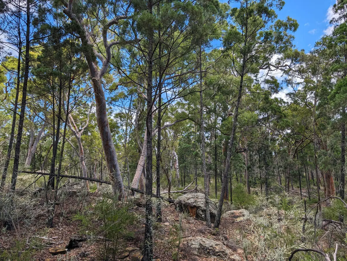 Dense forest scene with tall green trees, scattered underbrush, and rocky ground; patches of blue sky with some clouds offer a welcome respite between the branches.