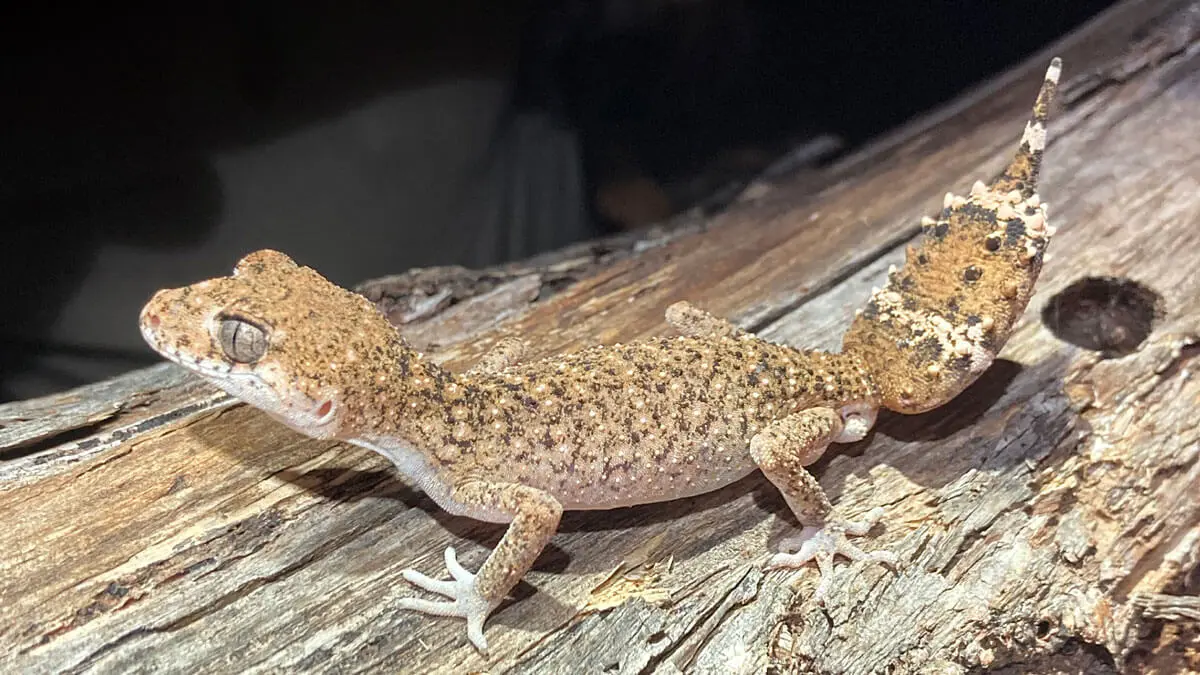 A brown, speckled gecko with a bumpy, leaf-shaped tail stands on a rough wooden surface. Blending with the texture of the wood, it seems to enjoy quiet community access to this natural hiding spot.