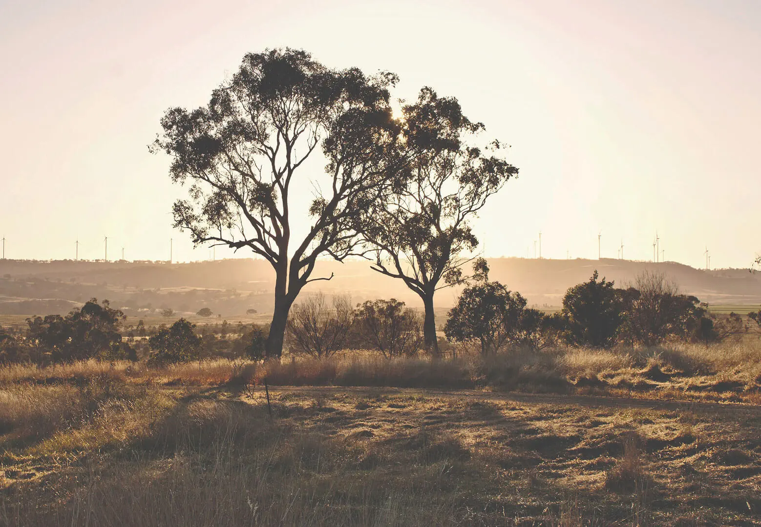 Two large trees stand in a sunlit, grassy field at sunset, casting long shadows—a peaceful setting that reflects the calm support NDIS aims to bring. In the background, rolling hills and wind turbines rise under a clear sky.