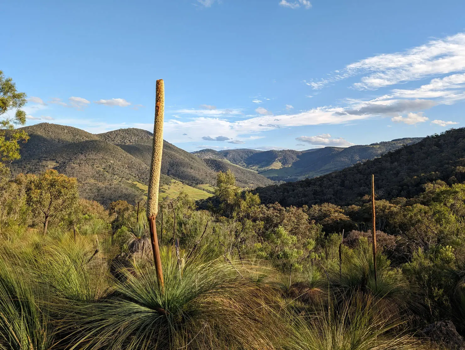 A scenic view of a grassy, hilly landscape with tall flowering grass trees in the foreground and rolling green hills and mountains under a blue sky with scattered clouds in the background.