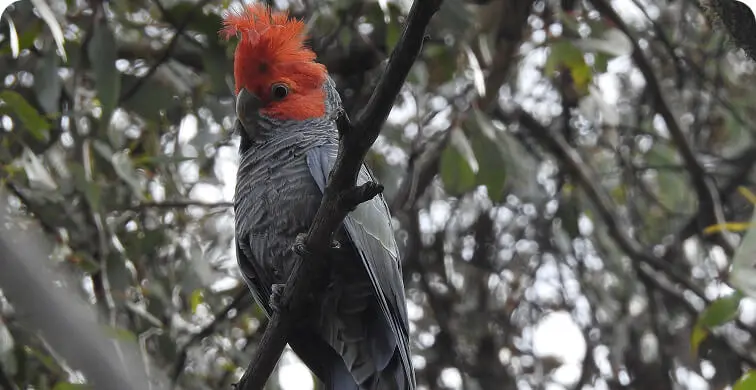 A Gang-gang Cockatoo with a bright red head and crest and grey body perches on a tree branch, surrounded by dense green foliage—an inspiring sight often enjoyed on disability support nature outings.