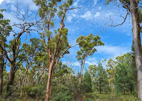 A lush forest scene with tall eucalyptus trees, green foliage, and a bright blue sky scattered with clouds overhead—an inviting setting that promotes accessibility and disability support for all who wish to enjoy nature's beauty.