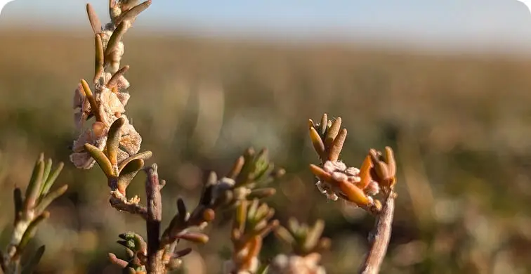 Close-up of salt-tolerant plant branches with small, clustered leaves, symbolizing resilience—much like disability support—in a blurred background of flat, open landscape under a blue sky.