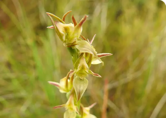 A close-up of a greenish-yellow orchid flower spike with pointed petals and reddish tips, set against a blurred grassy background, symbolizes resilience and beauty—qualities often celebrated in disability support communities.